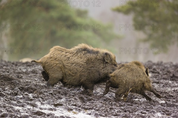 Two wild boars or wild pigs (Sus scrofa) fight in a clearing on a foggy day