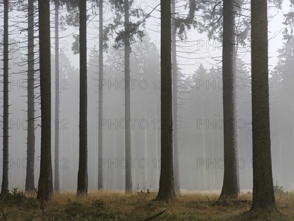 Idarwald with spruces in the fog, Idarkopf, Weitersbach, Hunsrück, Rhineland-Palatinate, Germany, Europe