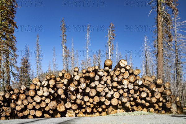 Mineral, California - Salvaged lumber from trees in Lassen Volcanic National Park. The 2021 Dixie Fire burned large sections of the park
