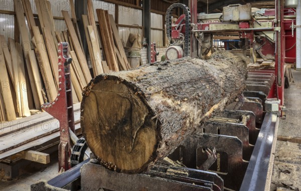 Solingen, North Rhine-Westphalia, Germany - Oak logs on the bandsaw in the sawmill, construction timber is scarce and expensive, carpentry and joinery companies are struggling with rapidly rising raw timber prices in times of the coronavirus crisis, and large quantities of logs are being exported to China and the USA