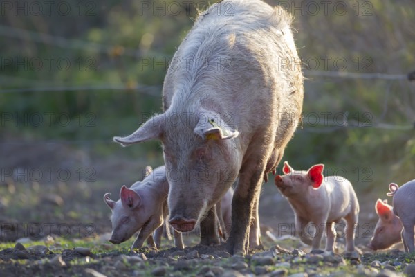 Domestic pig (Sus scrofa domesticus) adult mother and juvenile baby piglets farm animals in a field, England, United Kingdom, Europe