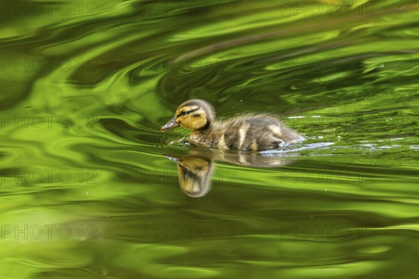 Wild duck (Anas platyrhynchos) female on a meadow, Bavaria, Germany, Europe