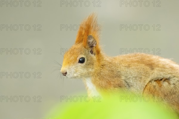 Red squirrel (Sciurus vulgaris) in a forest, Bavaria, Gernany
