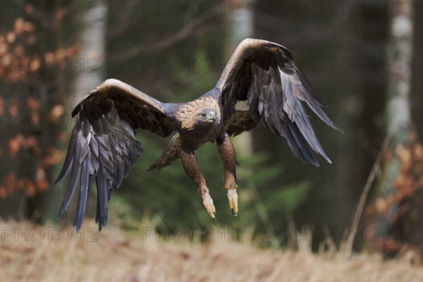 Golden eagle in flight (Aquila chrysaetos) Bavaria, Germany, Europe