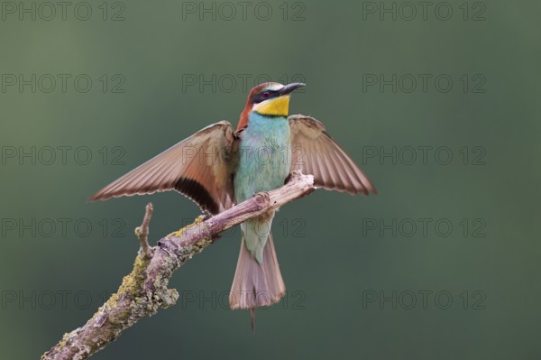 Bee-eater (Merops apiaster) Lower Saxony, Germany, Europe