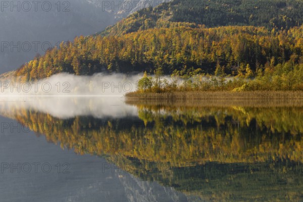 Lake Almsee in autumn with a forest reflected in the lake. A slowly dissipating fog moves over the lake