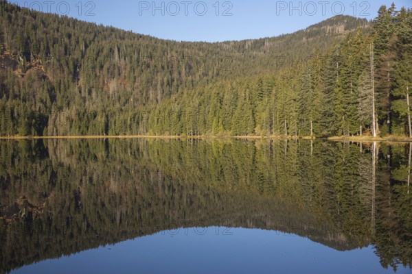 Lake Großer Arbersee in autumn. The surrounding forest is reflected in the mirror like surface of the lake
