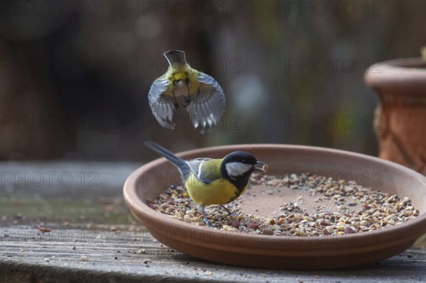 Great tit (Parus major) foraging from a flower bowl, Bavaria, Germany, Europe