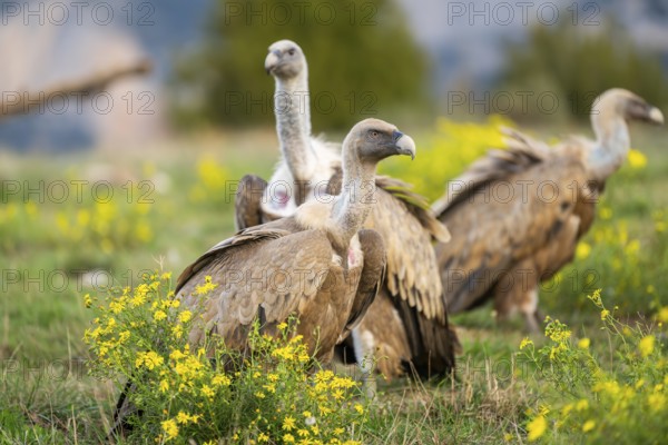 Griffon Vulture (Gyps fulvus) sitting on a flowering meadow in autumn, Pyrenees, Catalonia, Spain, Europe