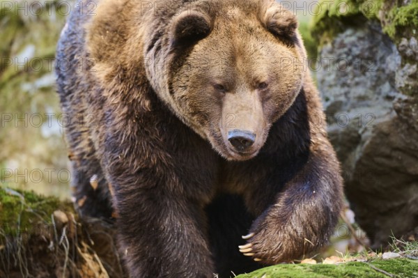 European brown bear (Ursus arctos arctos) portrait in a forest, Bavaria, Germany, Europe