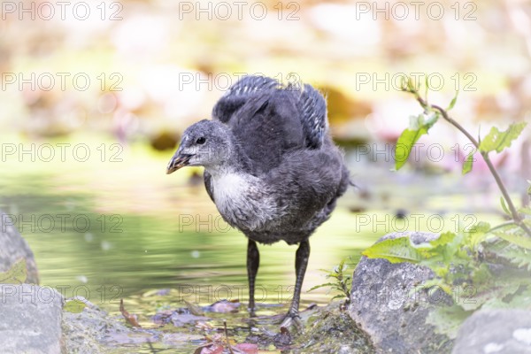 Eurasian Coot chick (Fulica atra) standing in water, wings spreading, frontal view, background blurred, branch with leaves on the right, Dortmund, North Rhine-Westphalia, Germany, Europe