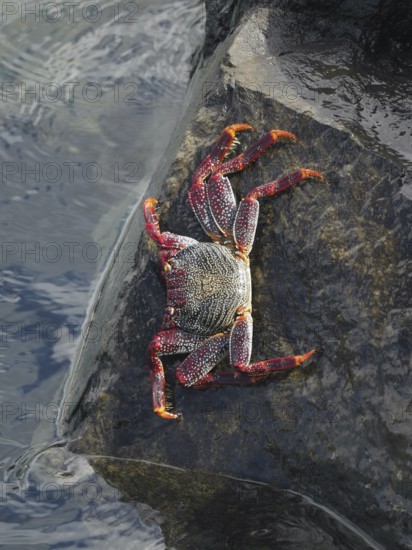 Colourful crab, red rock crab (Grapsus adscensionis), on a rock by the water, Puerto de Santiago, Tenerife, Canary Islands, Spain, Europe