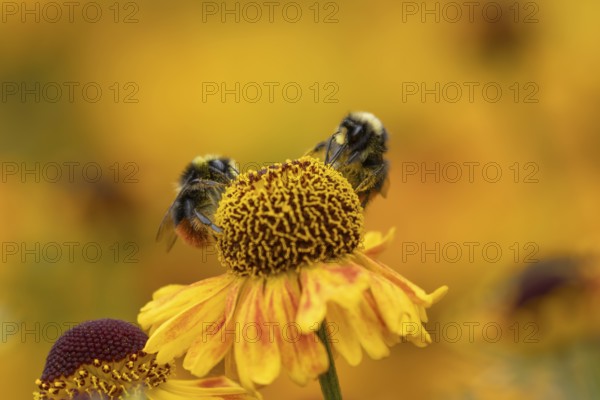 Red tailed bumblebee (Bombus lapidarius) two adult bees feeding on a Helenium flower in summer, England, United Kingdom, Europe