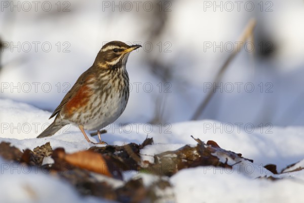 Redwing (Turdus iliacus) adult bird in a snow covered woodland in winter, England, United Kingdom, Europe