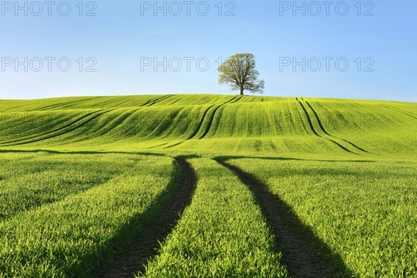 Solitary oak tree in the evening light, green field with rolling hills in spring, near Triptis, Thuringia, Germany, Europe