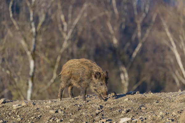 One wild boar or wild pig (Sus scrofa) walking over a small hill on an opening. First sweet morning light, a forest in the background