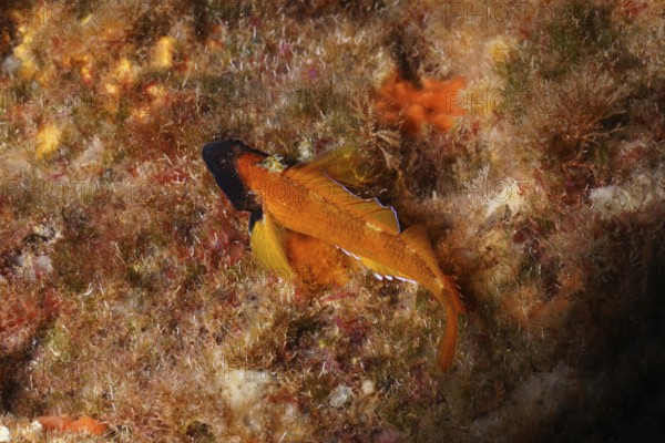 A Black-faced blenny (Tripterygion delaisi) resting on an algae-covered seabed, dive site Cap de Creus Marine Reserve, Rosas, Costa Brava, Spain, Mediterranean Sea, Europe