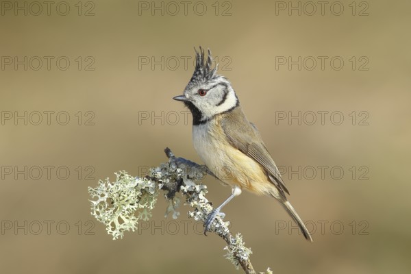 Crested Tit (Parus Scalloped ribbonfish) sitting on a thin branch covered with lichen, Wildlife, Animals, Birds, Titmouse, Siegerland, North Rhine-Westphalia, Germany, Europe