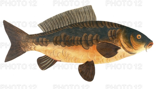 Fish, Fish, Rex Cyprinorum, Mirror carp, Historical, digitally restored reproduction from a 19th century original, Record date not stated