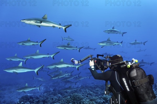 Cameraman with professional underwater video camera RED Dragon X 6K Digital Cinema Camera in Nauticam underwater housing films school of Grey reef shark (Carcharhinus amblyrhynchos), known as Wall of sharks, South Pass, Fakarava Atoll Biosphere Reserve, Tuamotu Archipelago, French Polynesia, South Pacific, Pacific Ocean, Oceania