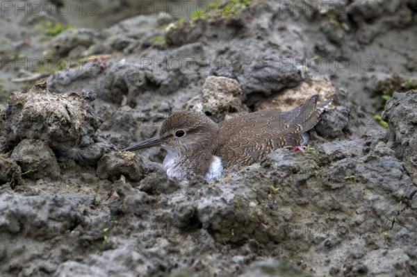Common sandpiper (Actitis hypoleucos, Tringa hypoleucos) resting camouflaged in mud along muddy pond shore in wetland in summer