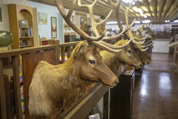 Holdrege, Nebraska - Elk trophies shot by a local big game hunter on display at the Nebraska Prairie Museum.