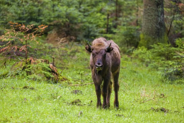 An adult female European bison (Bison bonasus) stands in a clearing in a dense forest