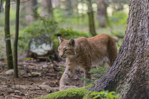 A Eurasian lynx (Lynx lynx) walks through a forest