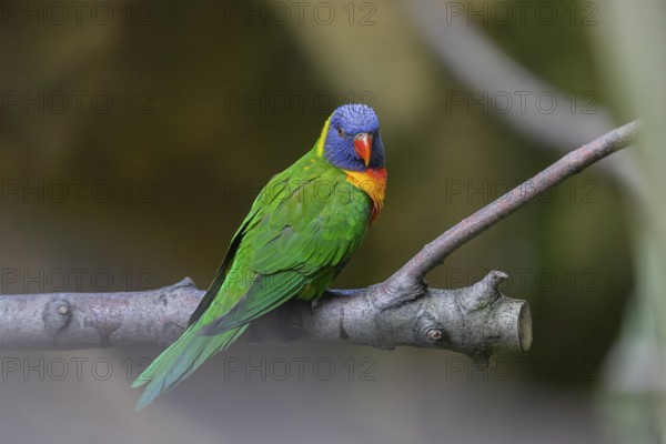 One Rainbow lorikeet (Trichoglossus moluccanus) sitting on a branch. Green vegetation in the background