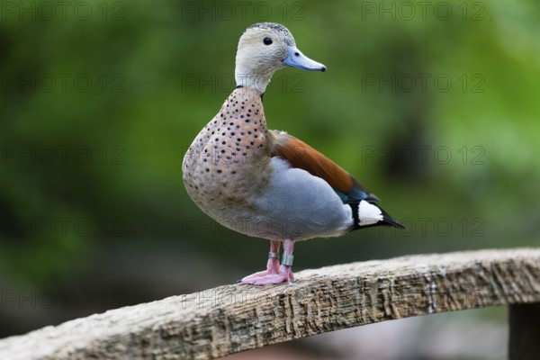 Ringed Teal (Callonetta leucophrys), male duck perched on a wooden bridge, captive, Hesse, Germany, Europe