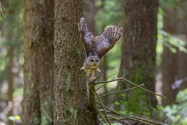 One tawny owl or brown owl (Strix aluco) flying through a dense forest
