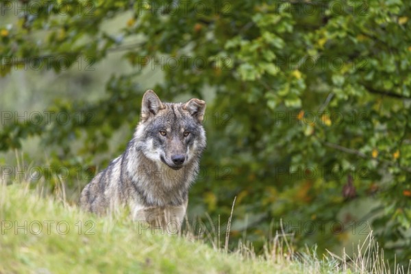 One submissive eurasian gray wolf (Canis lupus lupus) sitting on a hill with green grass and a forest in fall colours in the background