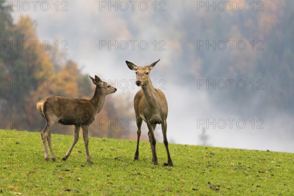 Two female red deer (Cervus elaphus) stand on a meadow. Early morning light with a forest in mist and fall foliage