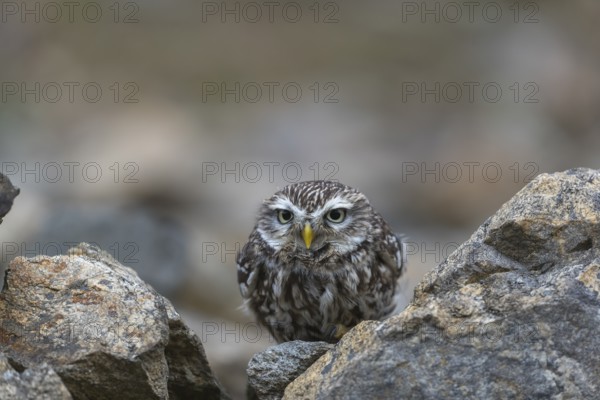 One little owl (Athene noctua) sitting on a stone inside the ruins of an ancient castle