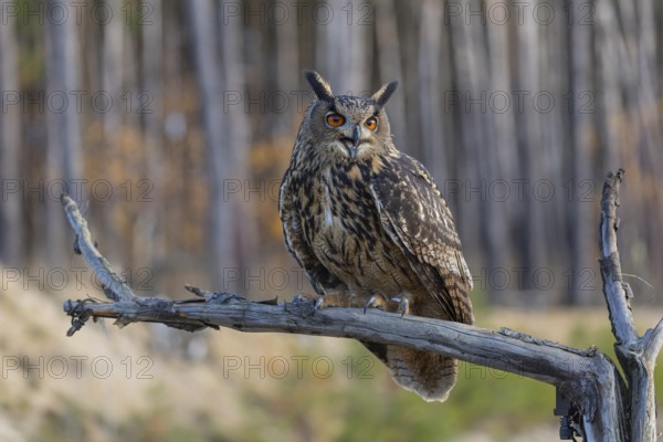 One Eurasian Eagle Owl, Bubo bubo, sitting on a branch of a dead tree. A forest with some fall foliage in the background