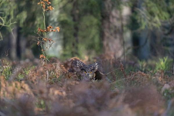 One Eurasian Eagle Owl, Bubo bubo, sitting on a forest floor between autumnal ferns