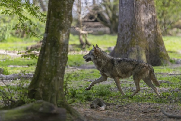 One eurasian gray wolf (Canis lupus lupus) running through an open forest. Watching something on the left side. Rocks, logs and green vegetation in the background