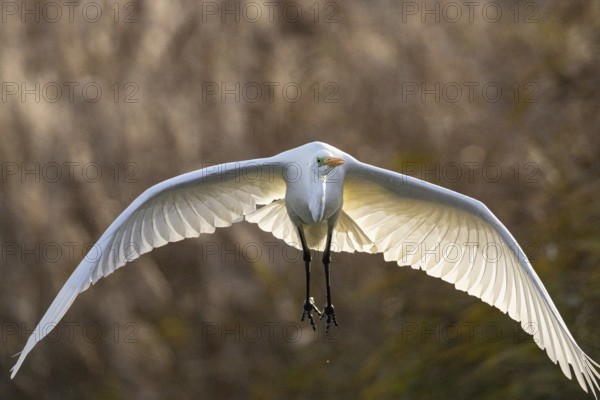 Great White Egret (Egretta alba) Germany