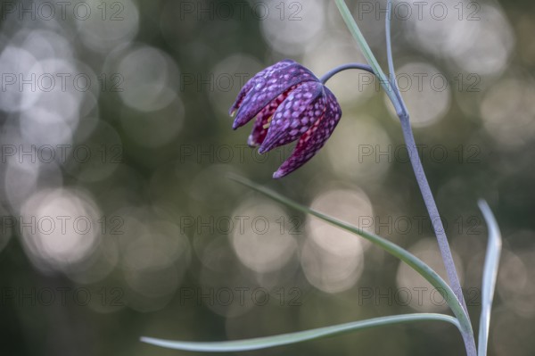 Snake's Head Fritillary (Fritillaria meleagris), Emsland, Lower Saxony, Germany, Europe