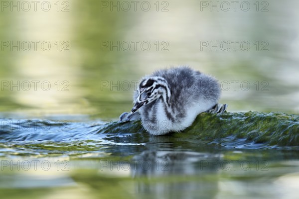 Great Crested Grebe (Podiceps scalloped ribbonfish), chick sitting on a stone, Lake Zug, Canton Zug, Switzerland, Europe