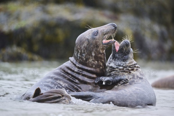 Grey seal (Halichoerus grypus) playing with each other in the water, sea, Düne, Helgoland, Schleswig-Holstein, Germany, Europe