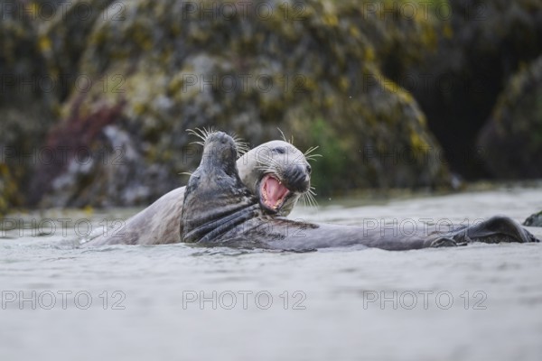 Grey seal (Halichoerus grypus) playing with each other in the water, sea, Düne, Helgoland, Schleswig-Holstein, Germany, Europe