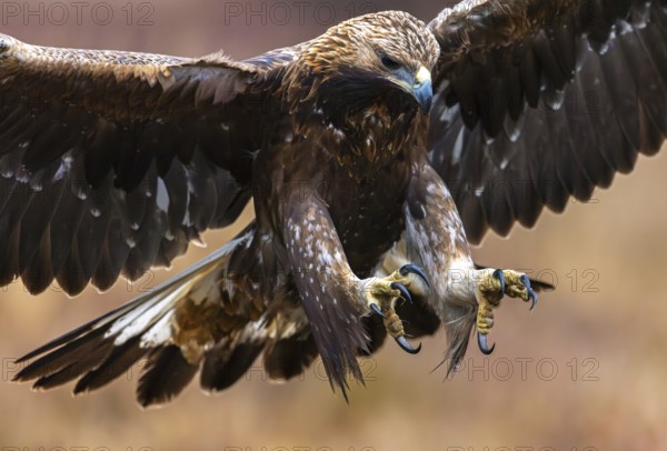 European golden eagle (Aquila chrysaetos chrysaetos) juvenile showing huge claws, talons while landing in moorland, heathland with open wings