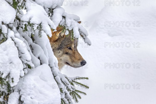 Hunting Eurasian wolf, European grey wolf (Canis lupus lupus) hiding behind spruce tree in deep snow in forest in winter