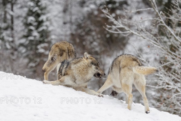 Two young grey wolves (Canis lupus lupus) play with its father on the sloping, snow-covered meadow on a cold, cloudy day