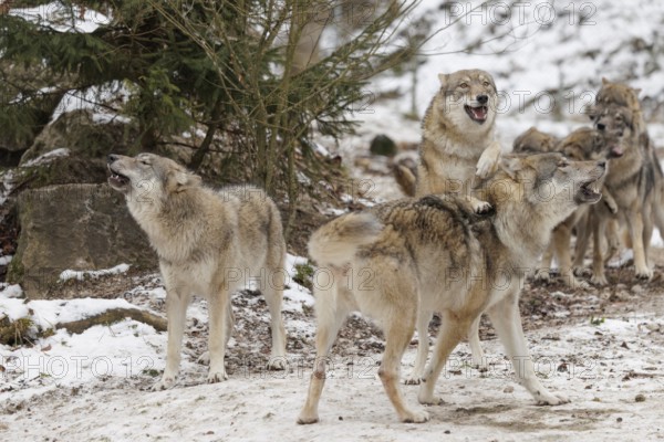 A pack of grey wolves (Canis lupus lupus) stands howling on a snow-covered meadow on a cold, cloudy day