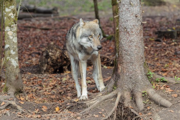 An adult male grey wolf (Canis lupus lupus) stands in the forest on a cloudy day and sniffs a tree