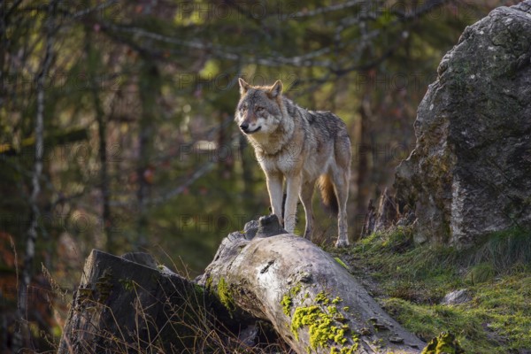 A female Eurasian gray wolf (Canis lupus lupus) stands on top of a small hill between rocks and rotting tree trunks