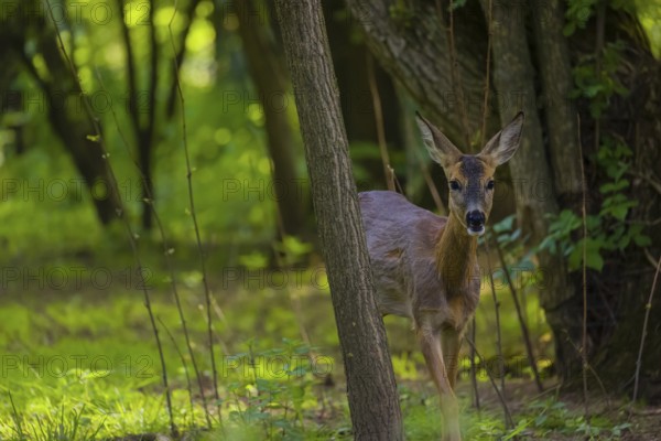 One young female Roe Deer, (Capreolus capreolus), stands on a meadow