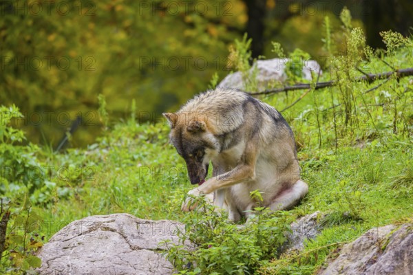 An adult male eurasian gray wolf (Canis lupus lupus) sits on a green meadow on hilly terrain, grooming himself